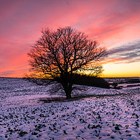 Buy canvas prints of Sunset over the lonely Tree by James Aston