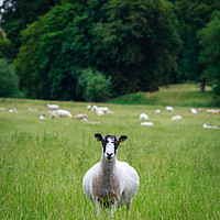 Buy canvas prints of Inquisitive Sheep  by James Aston