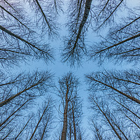Buy canvas prints of Looking through the trees by James Aston