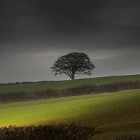 Buy canvas prints of The Lone Tree of the Wolds  by James Aston
