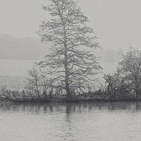 Buy canvas prints of The Tree by the Lake  by James Aston