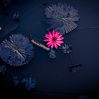 Buy canvas prints of Beautiful Pink Water-Lily in Pond, Isolated Color by Quang Nguyen Duc