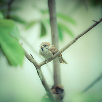 Buy canvas prints of Sparrow Bird on Branchs by Quang Nguyen Duc