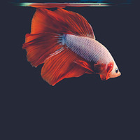 Buy canvas prints of Betta Fighting Fish by Quang Nguyen Duc