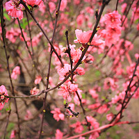 Buy canvas prints of Peach Blossom by Quang Nguyen Duc