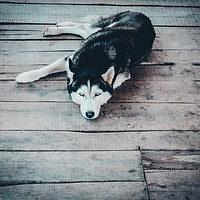 Buy canvas prints of Beautiful Husky Dog by Quang Nguyen Duc