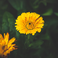 Buy canvas prints of Pot Marigold by Quang Nguyen Duc