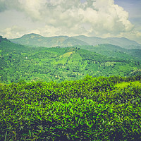 Buy canvas prints of Green Tea Plantation on Mountain by Quang Nguyen Duc