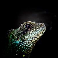 Buy canvas prints of Iguana Eyes Side view by Quang Nguyen Duc