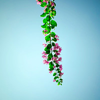 Buy canvas prints of Bougainvillea branch by Quang Nguyen Duc