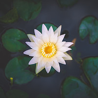 Buy canvas prints of Water Lily by Quang Nguyen Duc