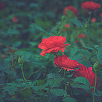 Buy canvas prints of Roses by Quang Nguyen Duc
