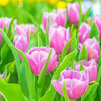 Buy canvas prints of Beautiful tulips in Flower Dome, Singapore by Quang Nguyen Duc