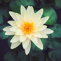 Buy canvas prints of Close-up of blooming white fancy waterlily or lotu by Quang Nguyen Duc