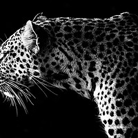 Buy canvas prints of Leopard Stare by Dennis Platts