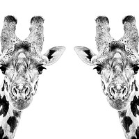 Buy canvas prints of Giraffe Twins by Dennis Platts