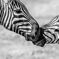 Buy canvas prints of Zebra Friends by Dennis Platts