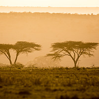 Buy canvas prints of Kenyan Morning by Dennis Platts
