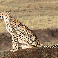 Buy canvas prints of Cheetah Lookout by Dennis Platts