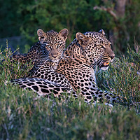 Buy canvas prints of Leopard with Cub by Dennis Platts