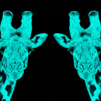 Buy canvas prints of Giraffe Twins in Blue by Dennis Platts