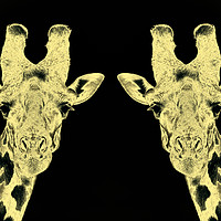 Buy canvas prints of Giraffe Twins Gold by Dennis Platts