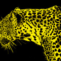 Buy canvas prints of Golden Leopard by Dennis Platts