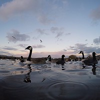 Buy canvas prints of Birds on the water by lee retallic