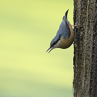 Buy canvas prints of Nuthatch by Trevor Coates