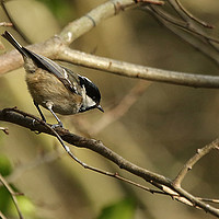 Buy canvas prints of Coal Tit by Trevor Coates