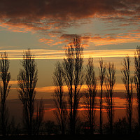 Buy canvas prints of Trees at Sunset by Trevor Coates