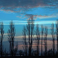 Buy canvas prints of Row of trees silhouetted at sunset by Trevor Coates