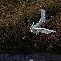 Buy canvas prints of Little Egret in dramatic flight by Trevor Coates