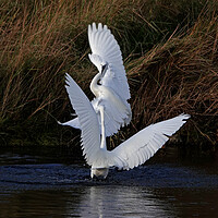 Buy canvas prints of Little Egrets fighting by Trevor Coates