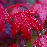 Buy canvas prints of Acer palmatum leaf commonly know as Japanese Maple by Phil Page