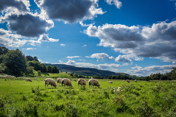 Grazing Sheep in Rothbury Picture Board by Phil Page