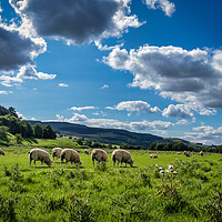 Buy canvas prints of Grazing Sheep in Rothbury by Phil Page