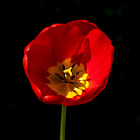Buy canvas prints of Red Tulip by Phil Page