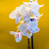 Buy canvas prints of Contemporary Orchids by Phil Page