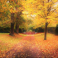 Buy canvas prints of Autumn Leaves by Geoff Richards