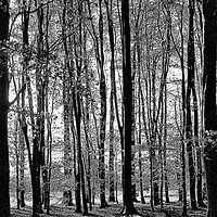 Buy canvas prints of Tall Trees in The Black & White Woods  by Geoff Richards