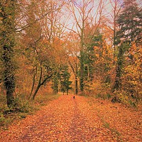 Buy canvas prints of autumn in the woods with Skipper by Geoff Richards