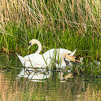 Buy canvas prints of Swan lake by Andrew Michael