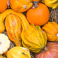 Buy canvas prints of Closeup or Pumpkins by Andrew Michael
