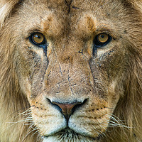 Buy canvas prints of Male African Lion up close. by Andrew Michael