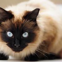 Buy canvas prints of Ragdoll cat stare by Andrew Michael