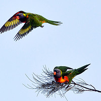 Buy canvas prints of Rainbow Lorikeets in flight by Andrew Michael