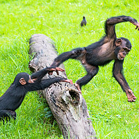 Buy canvas prints of Two baby Chimps playing on a log. by Andrew Michael