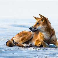 Buy canvas prints of Dingo on 75 mile mile beach by Andrew Michael