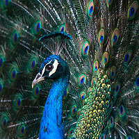 Buy canvas prints of Indian blue peacock displaying plumage by Andrew Michael